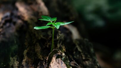 Nota Sobre o Propósito da Vida